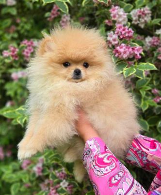 des Sweety de Fluffycandy - Chiots disponibles - Spitz allemand
