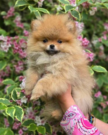 des Sweety de Fluffycandy - Chiots disponibles - Spitz allemand